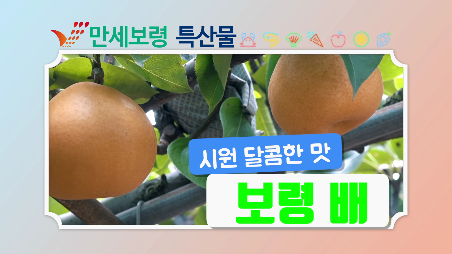 시원달콤한 보령 배